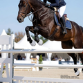 Horse Bell Boots, Shock-Absorbing Overreach Protection, Pair